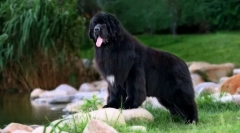 Plemeno psů newfoundland - loajální přítel a statečný záchranář (fotografie): popis, charakter, péče